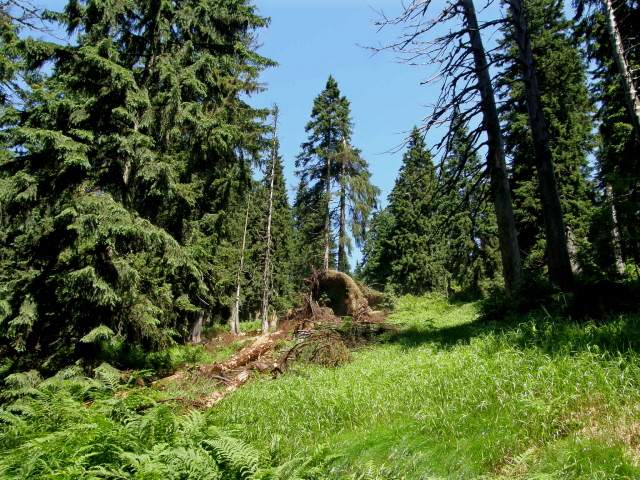 P7091084M.JPG