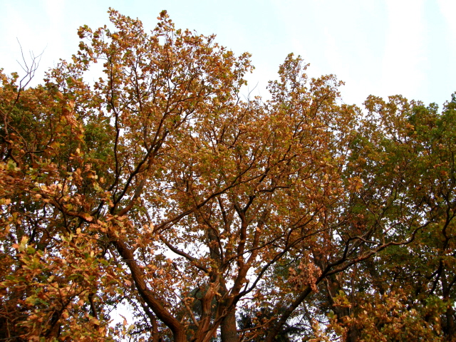 PA210289.JPG