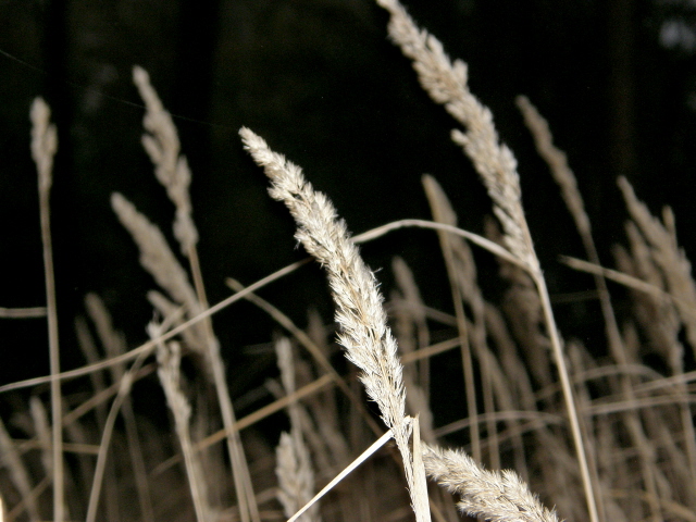 PA210310.JPG