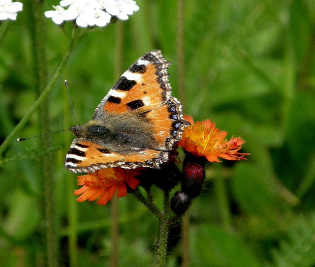 P7070740_.jpg